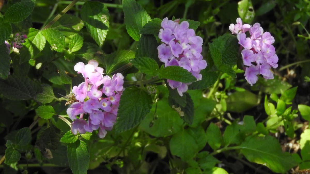 コバノランタナの花陰に虻