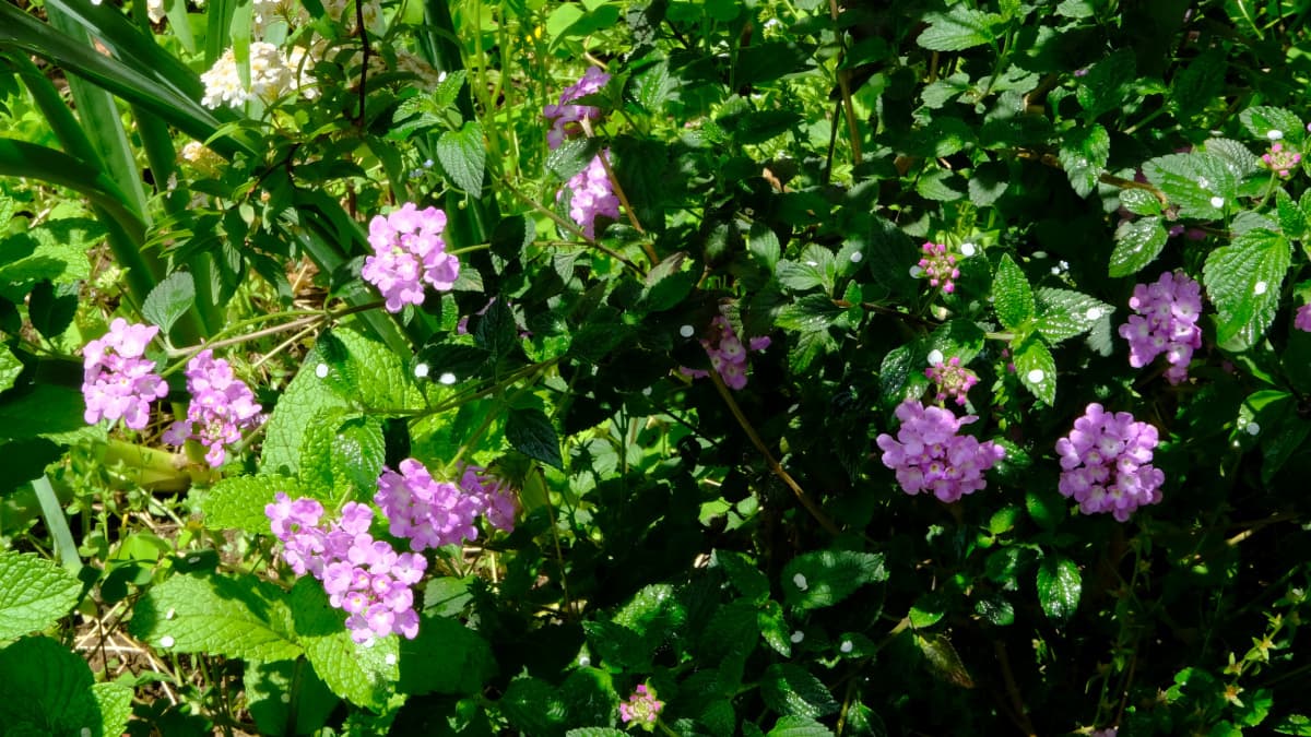 コバノランタナ繁茂2019