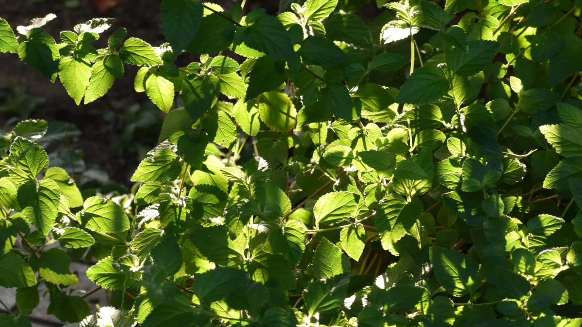 コバノランタナ生い茂る葉201909