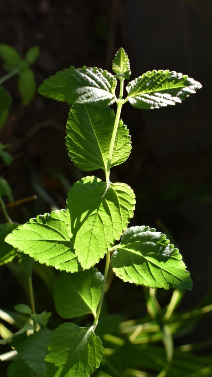 コバノランタナ美しい葉201909