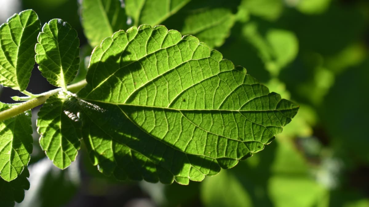 コバノランタナ葉の拡大