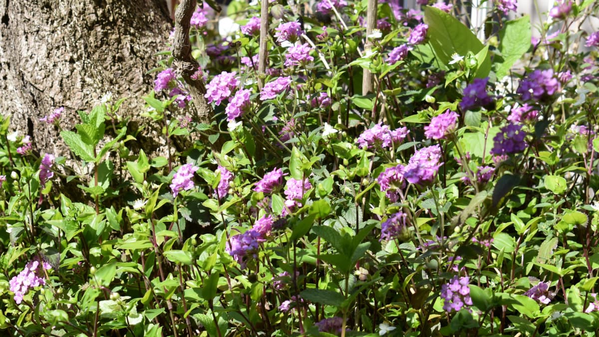 コバノランタナと露草202004