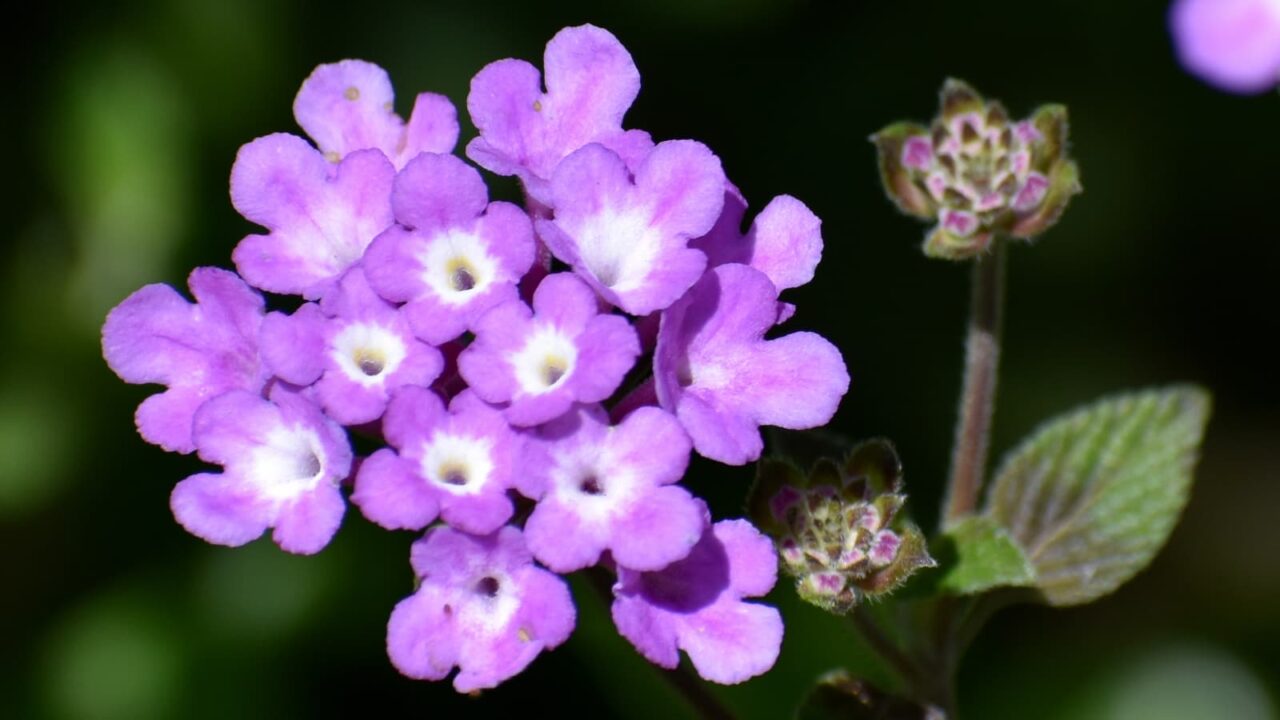 コバノランタナの花202004-1