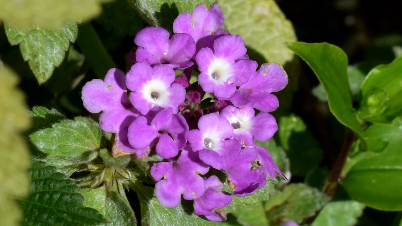 コバノランタナの花202004-2