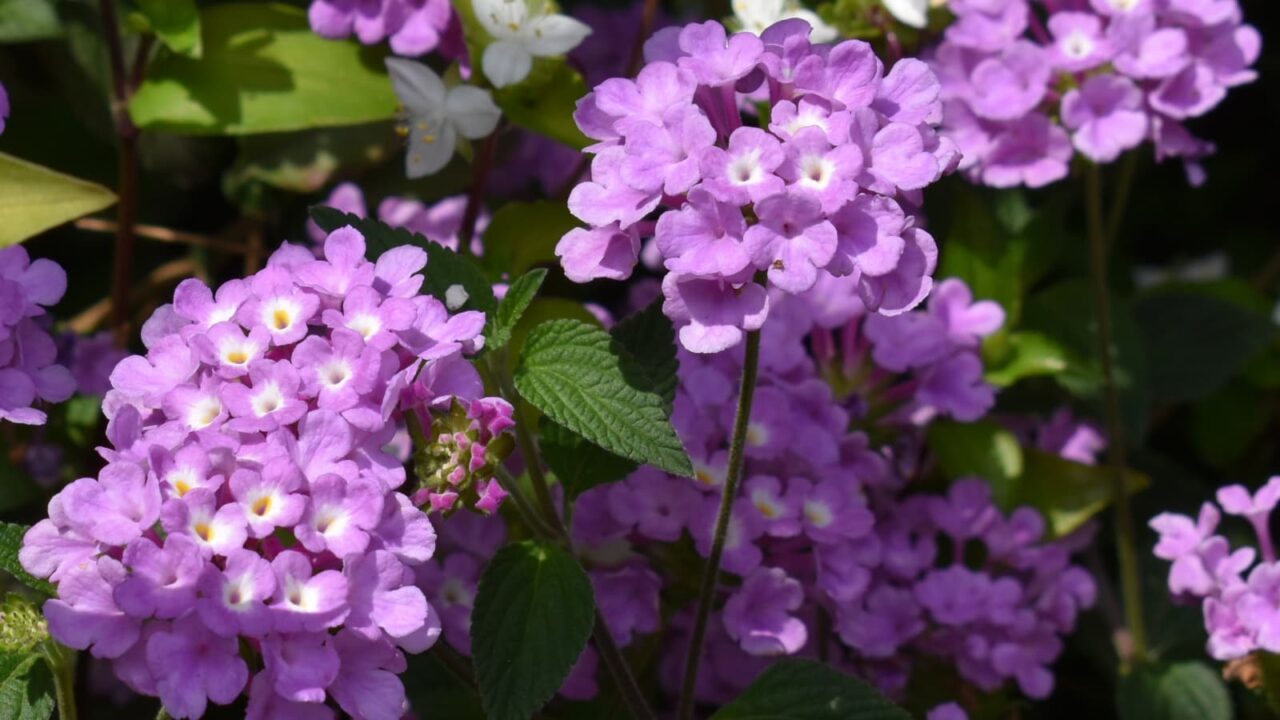 コバノランタナの花202004-3