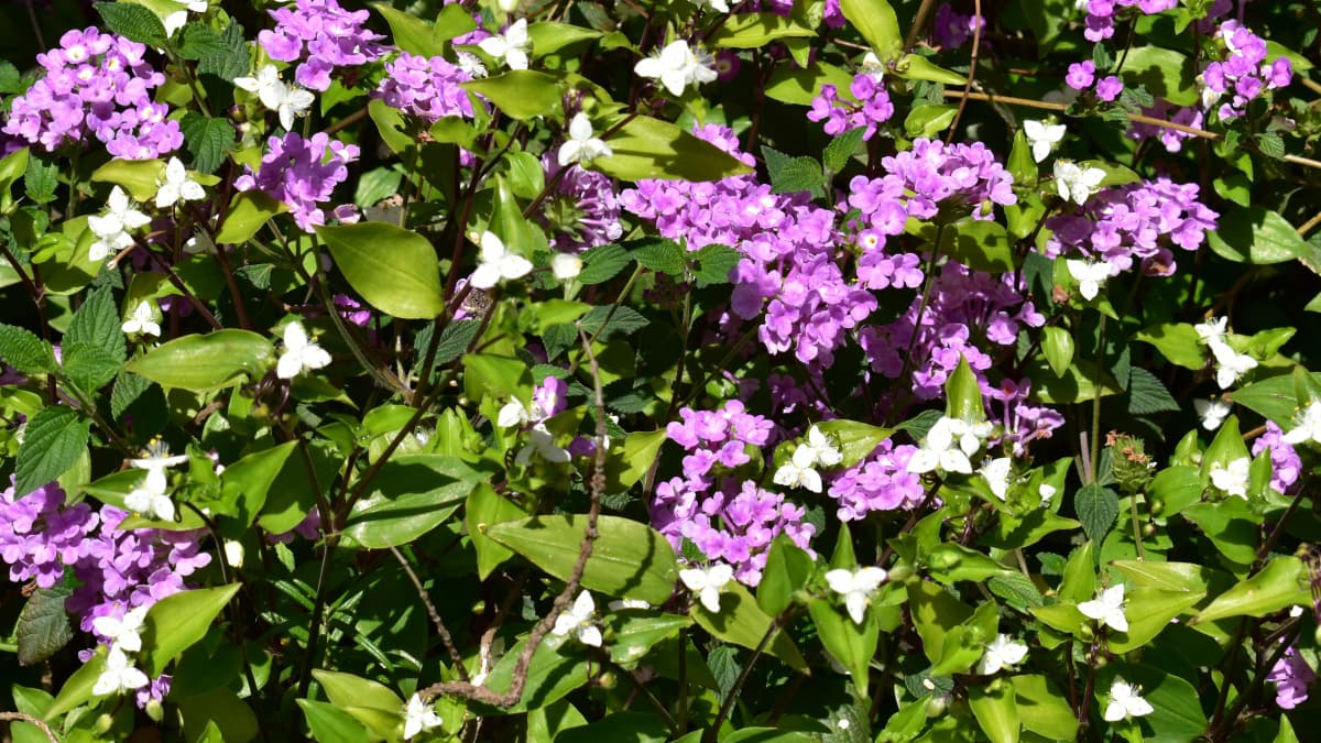 コバノランタナと露草202005