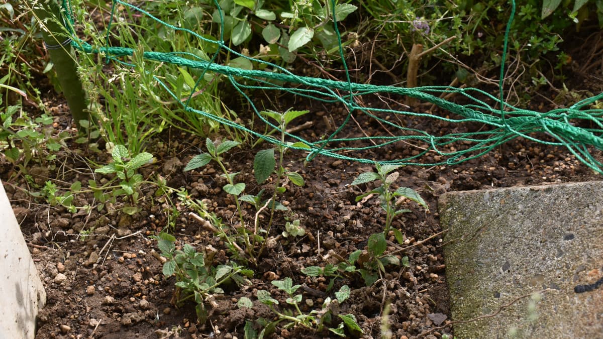 コバノランタナ移植202104