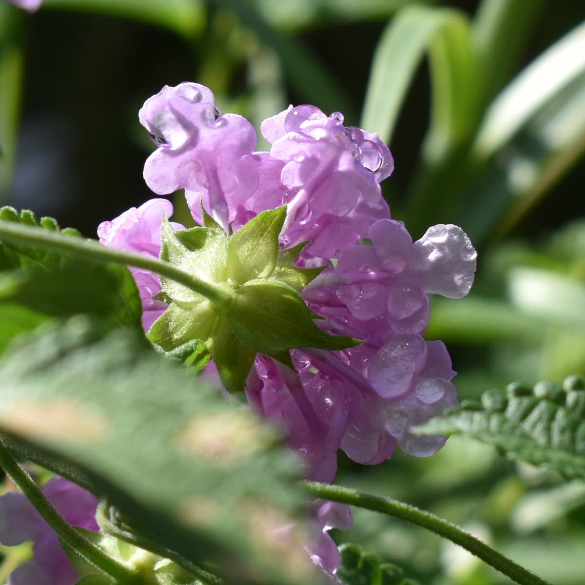 コバノランタナの花（拡大）2021-1