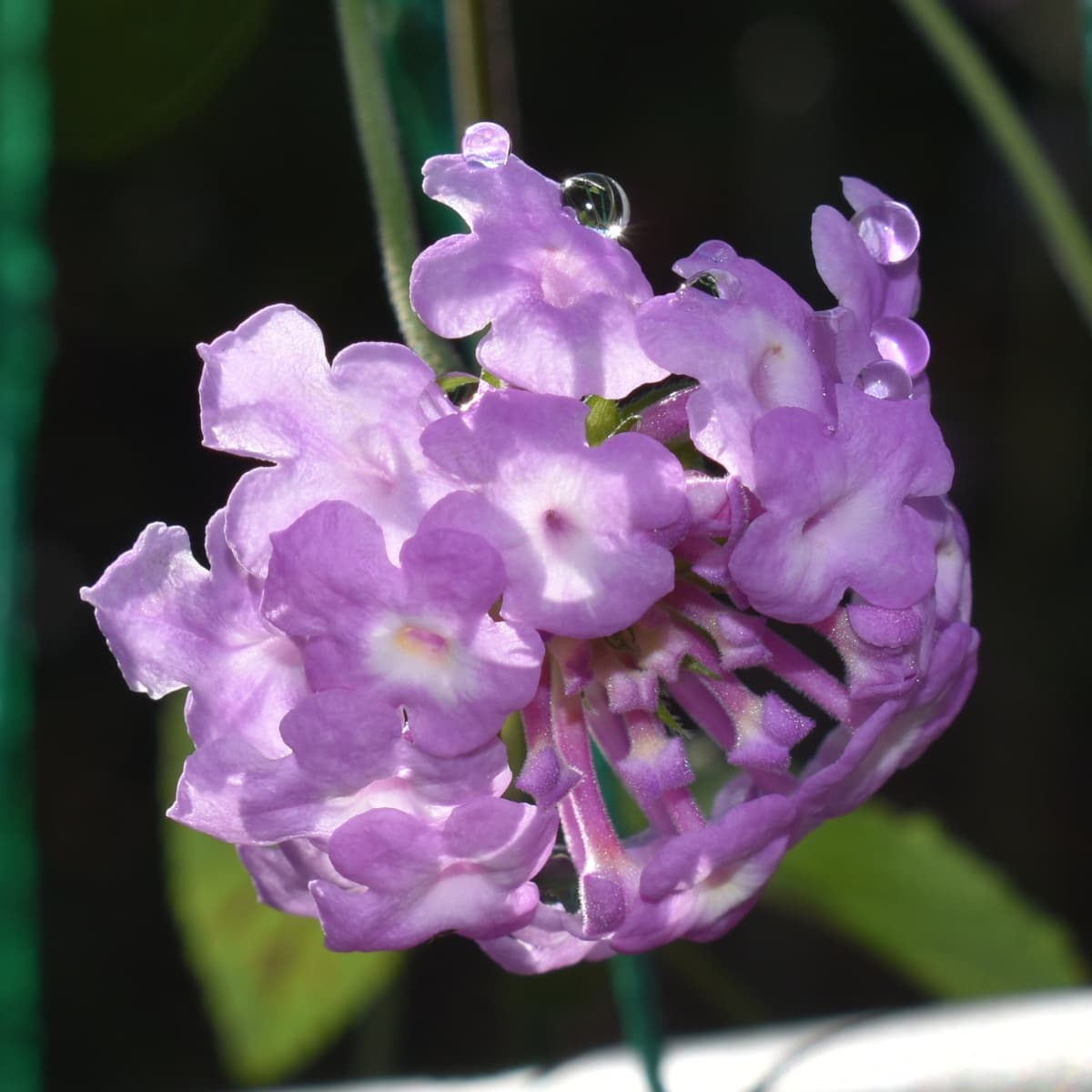 コバノランタナの花（拡大）2021-2