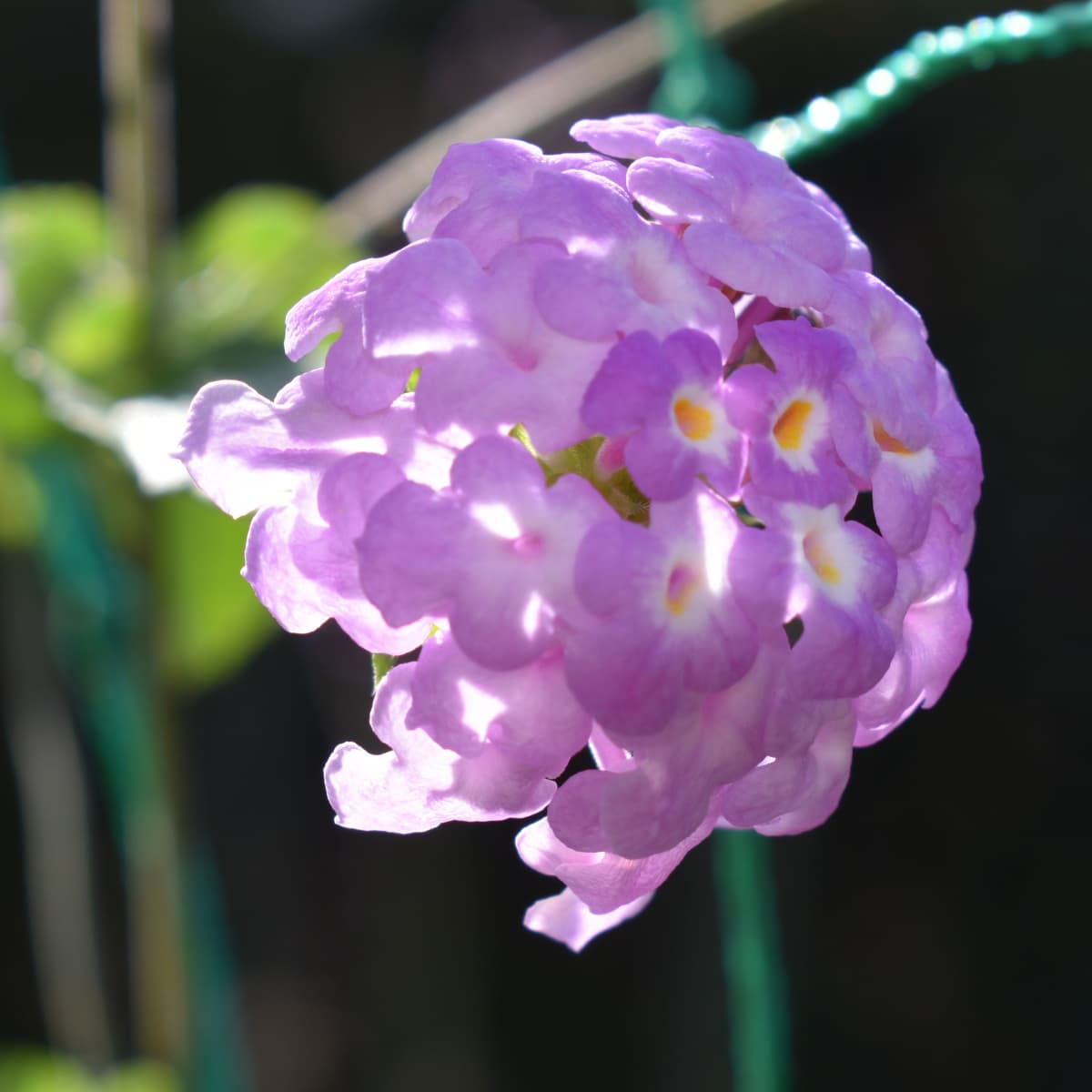 コバノランタナの花（拡大）2021-3