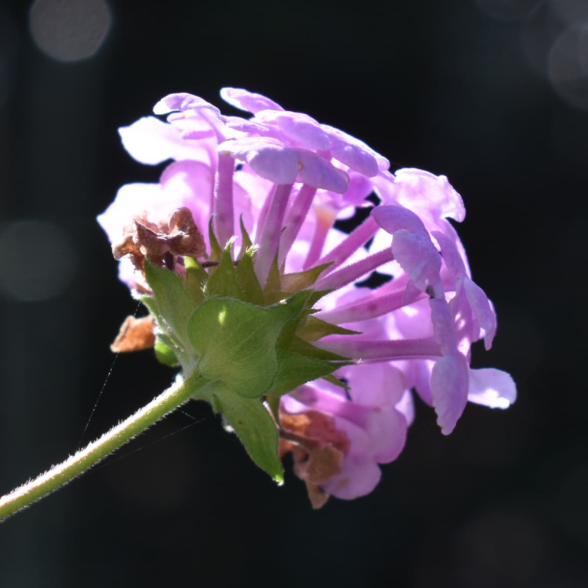 コバノランタナの花（拡大）2021-4