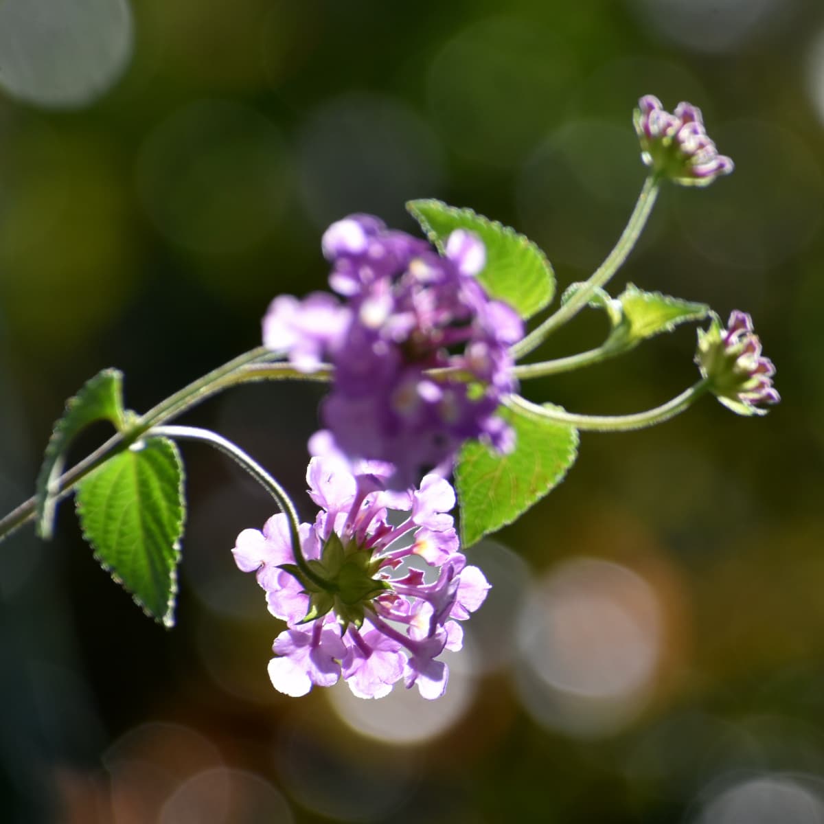 コバノランタナの花（拡大）2021-5