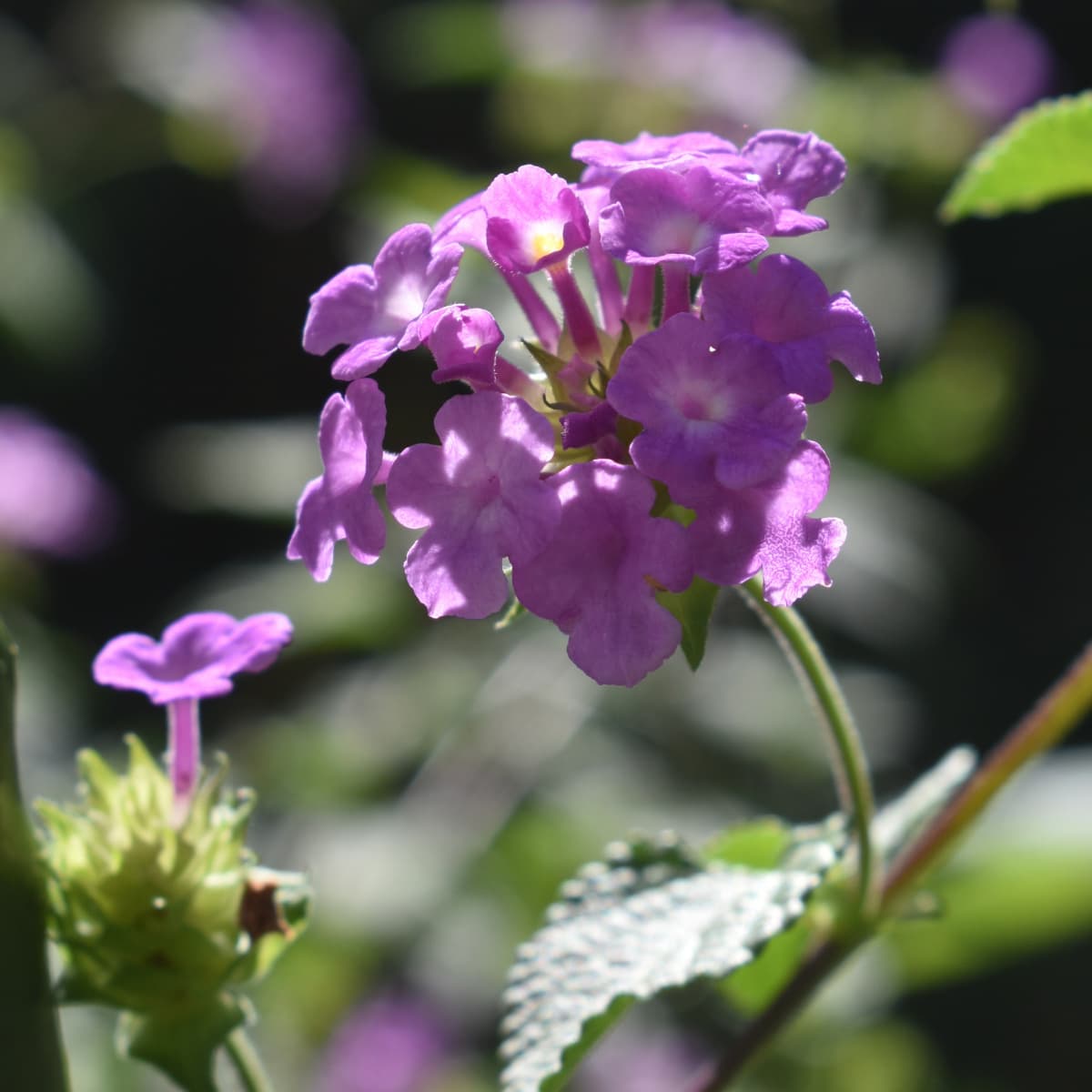 コバノランタナの花（拡大）2021-6