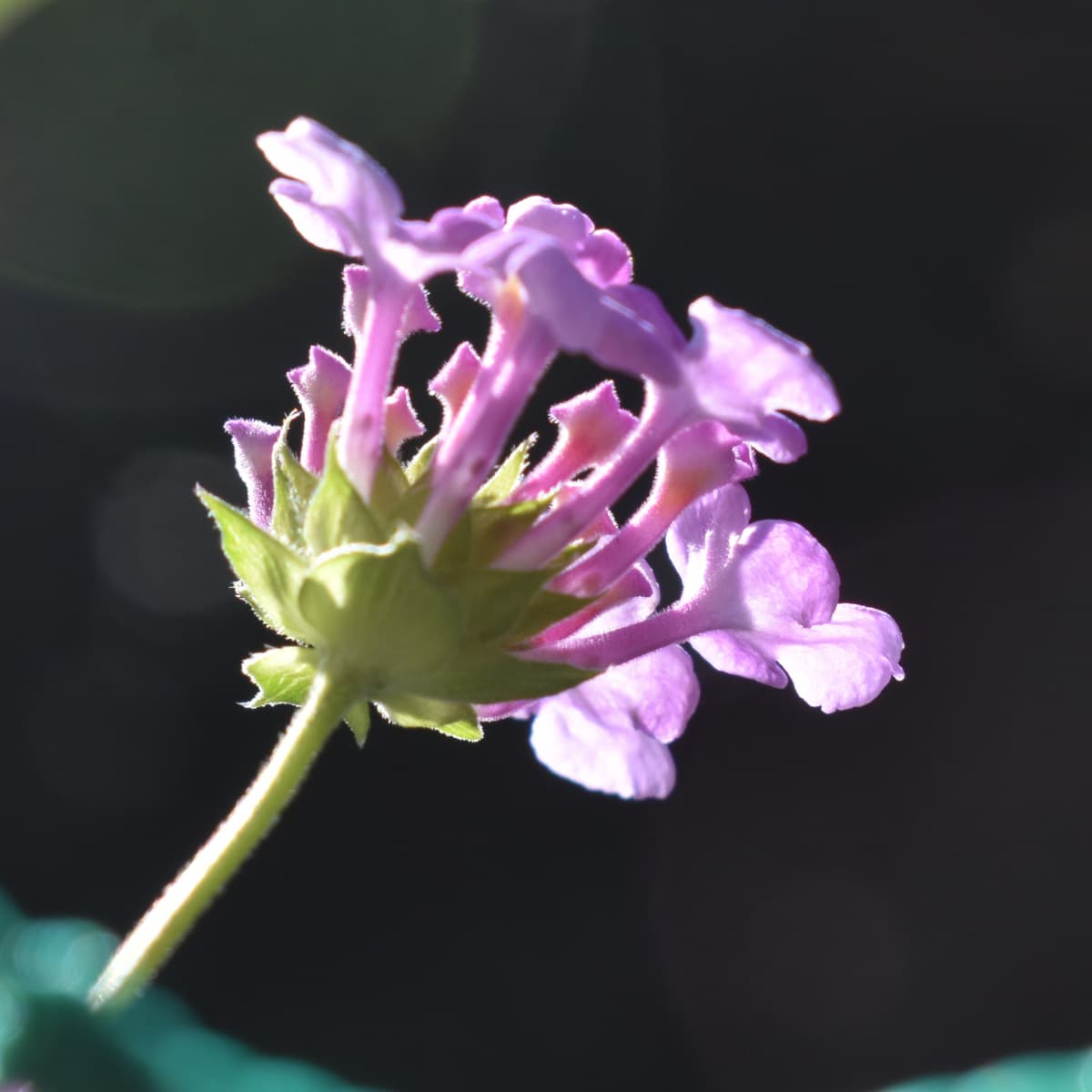 コバノランタナの花（拡大）2021-7