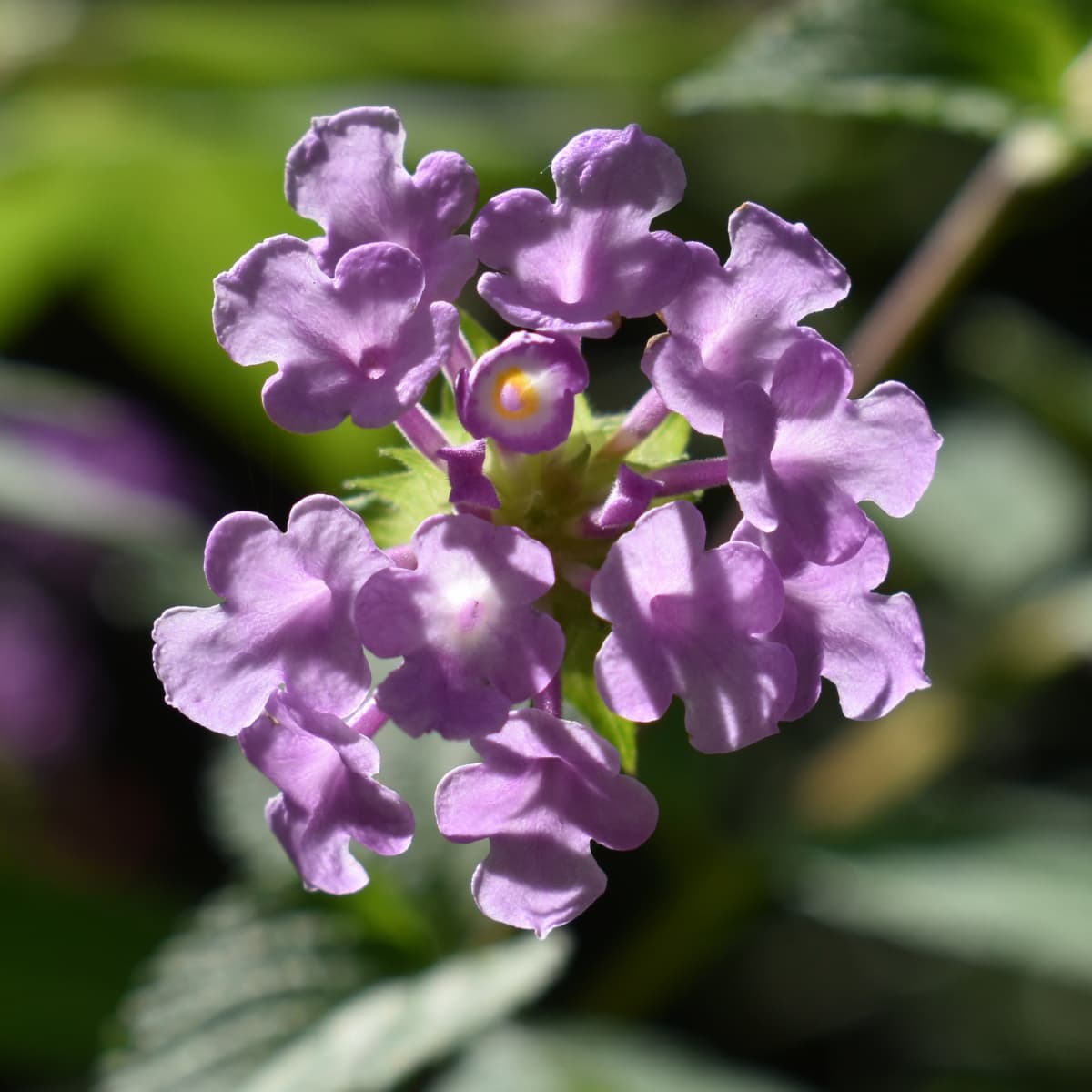 コバノランタナの花（拡大）2021-8