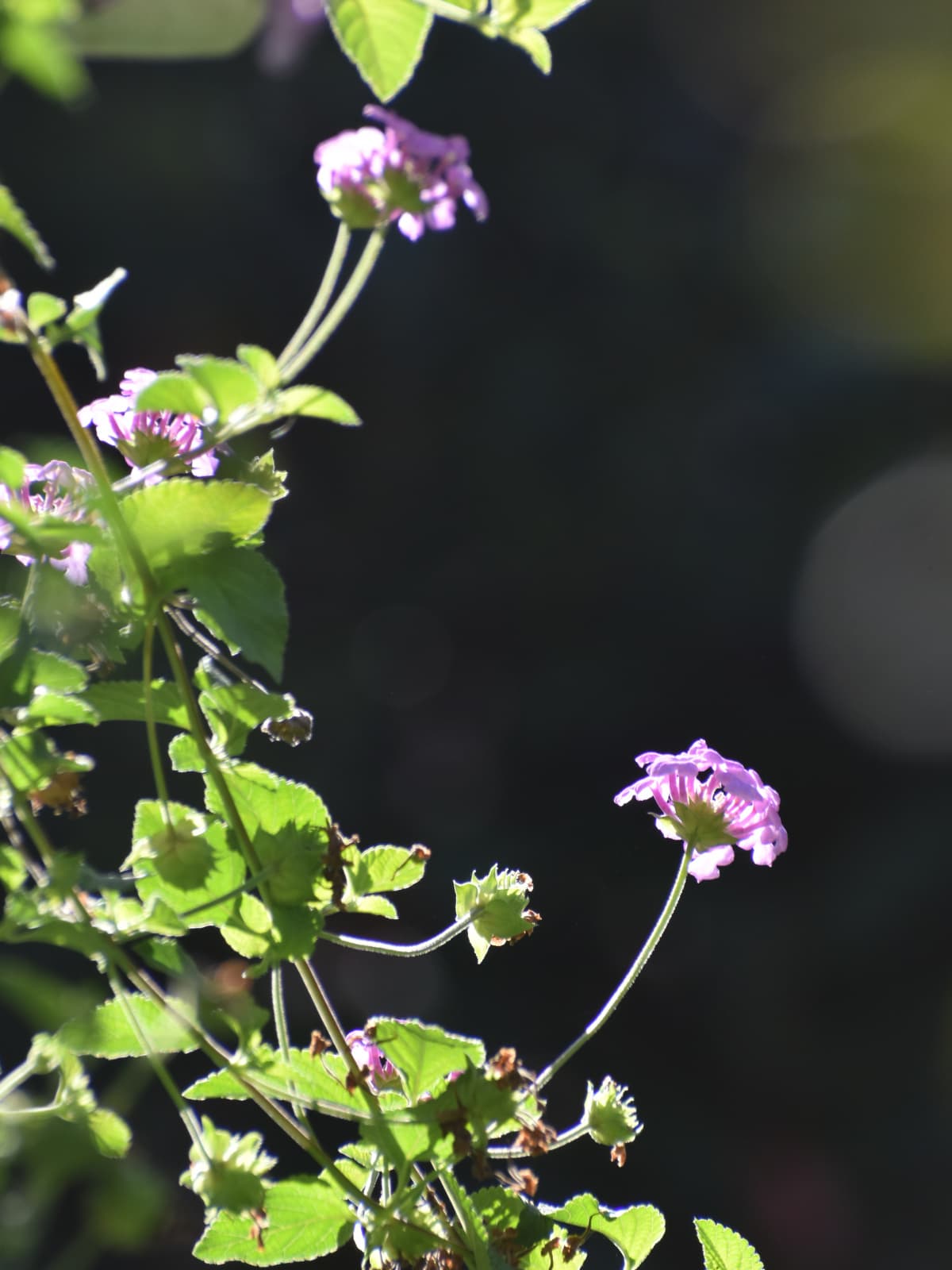 コバノランタナ20220916