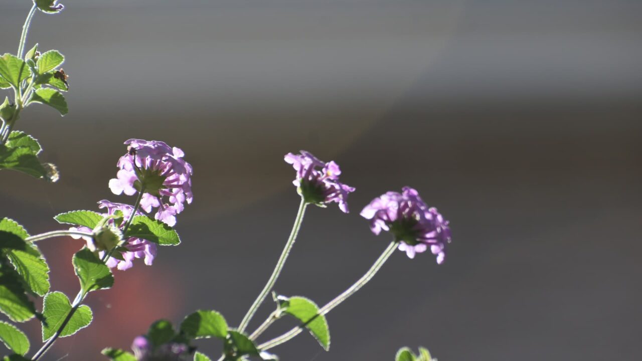 透過光で美しいコバノランタナ20220916