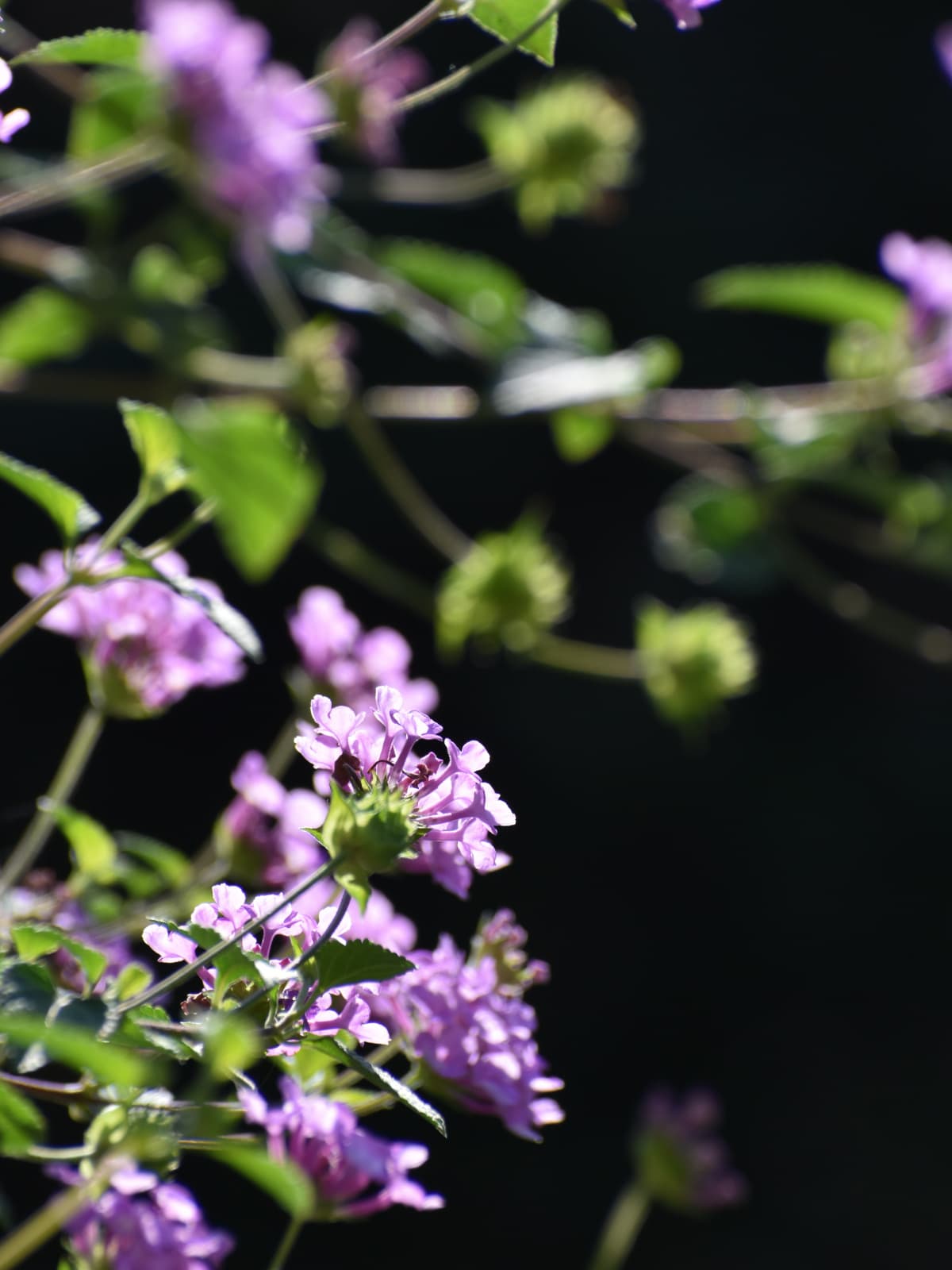 透過光で美しいコバノランタナの花20221023-1