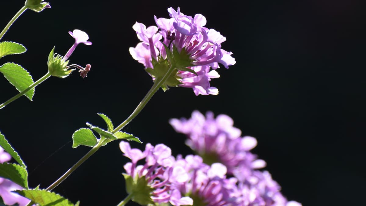 透過光で美しいコバノランタナの花20221023（キャッチ画像）
