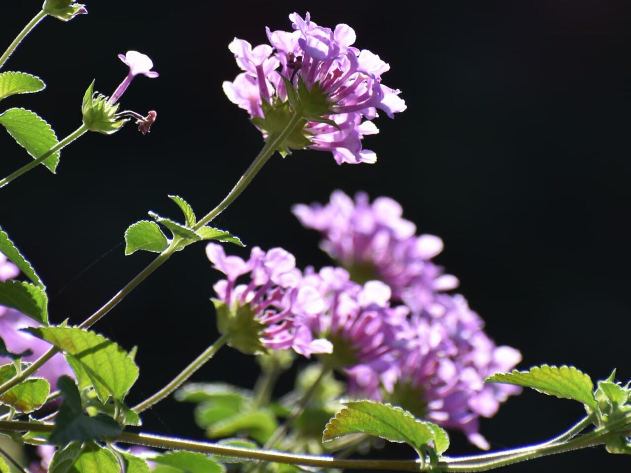 透過光で美しいコバノランタナの花20221023-2
