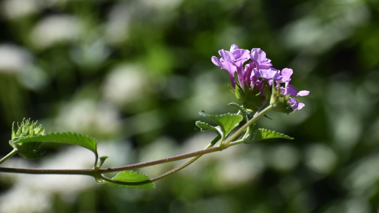 透過光で美しいコバノランタナの花20221023-3