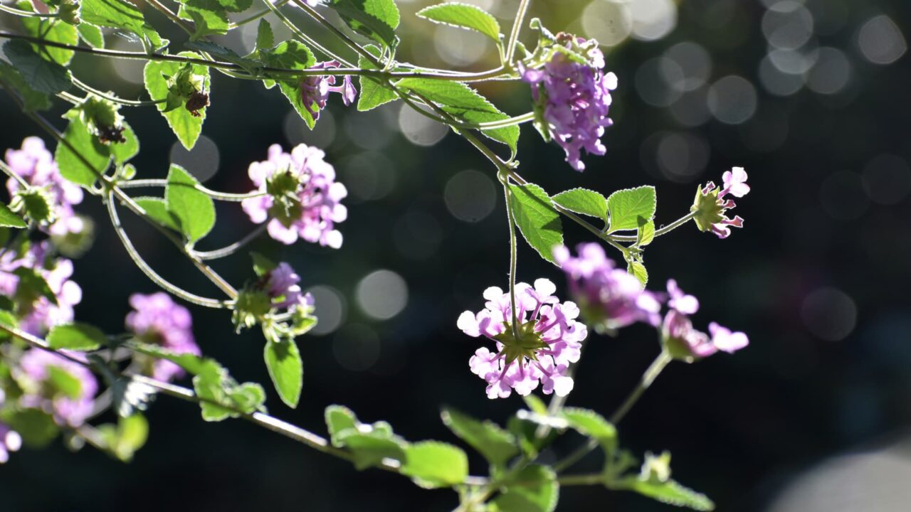 透過光で美しいコバノランタナの花とは葉20221027