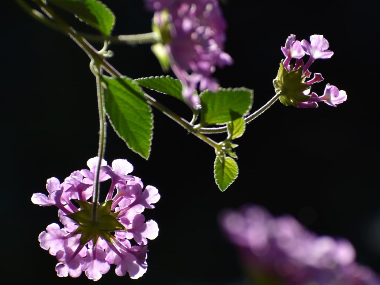 透過光で美しいコバノランタナの花と葉20221029-2