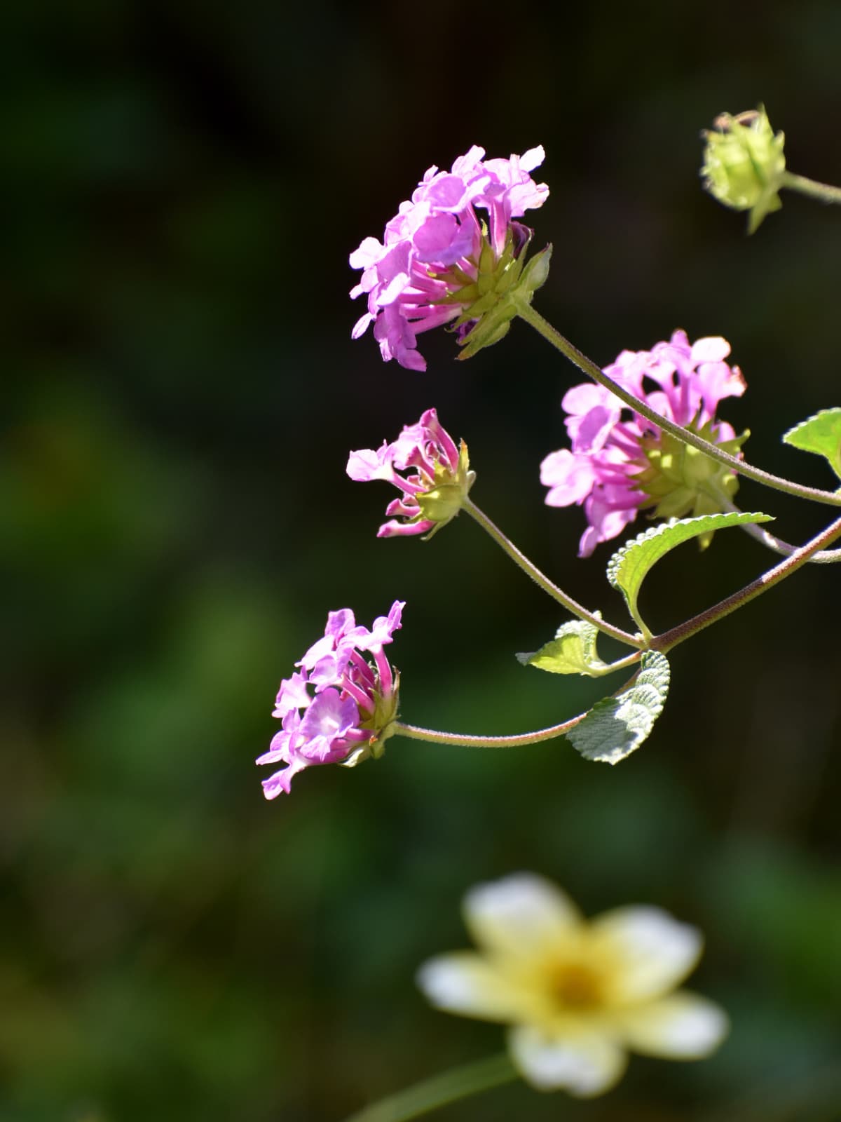 コバノランタナとウインターコスモス202211109