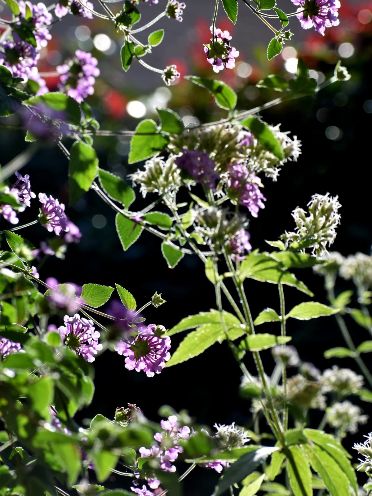 透過光で美しいコバノランタナの花と葉の綾なす模様20221110-1
