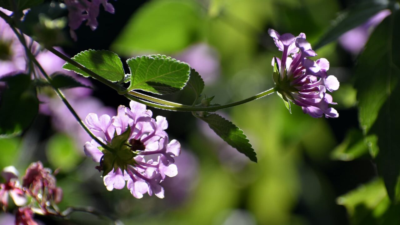 透過光で美しいコバノランタナの花20221110-2