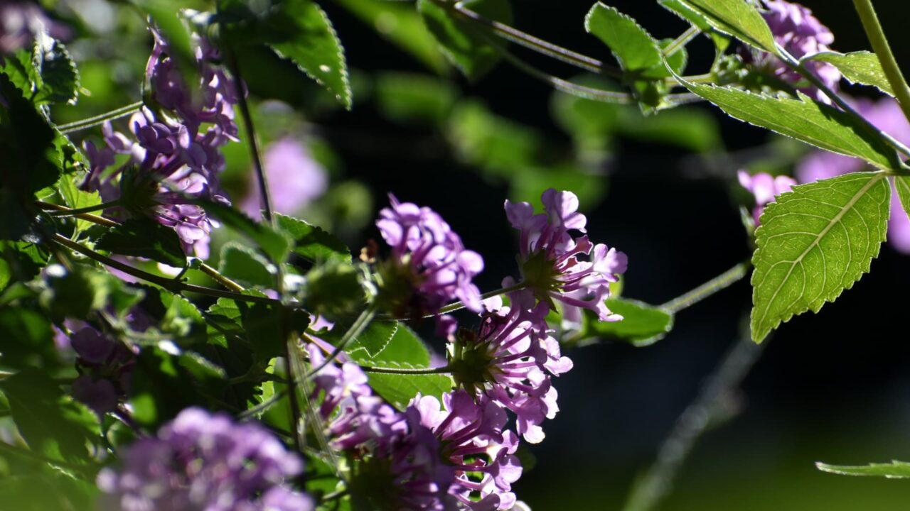 透過光で美しいコバノランタナの花20221118