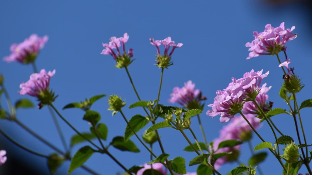 青空に咲くコバノランタナの花20221026