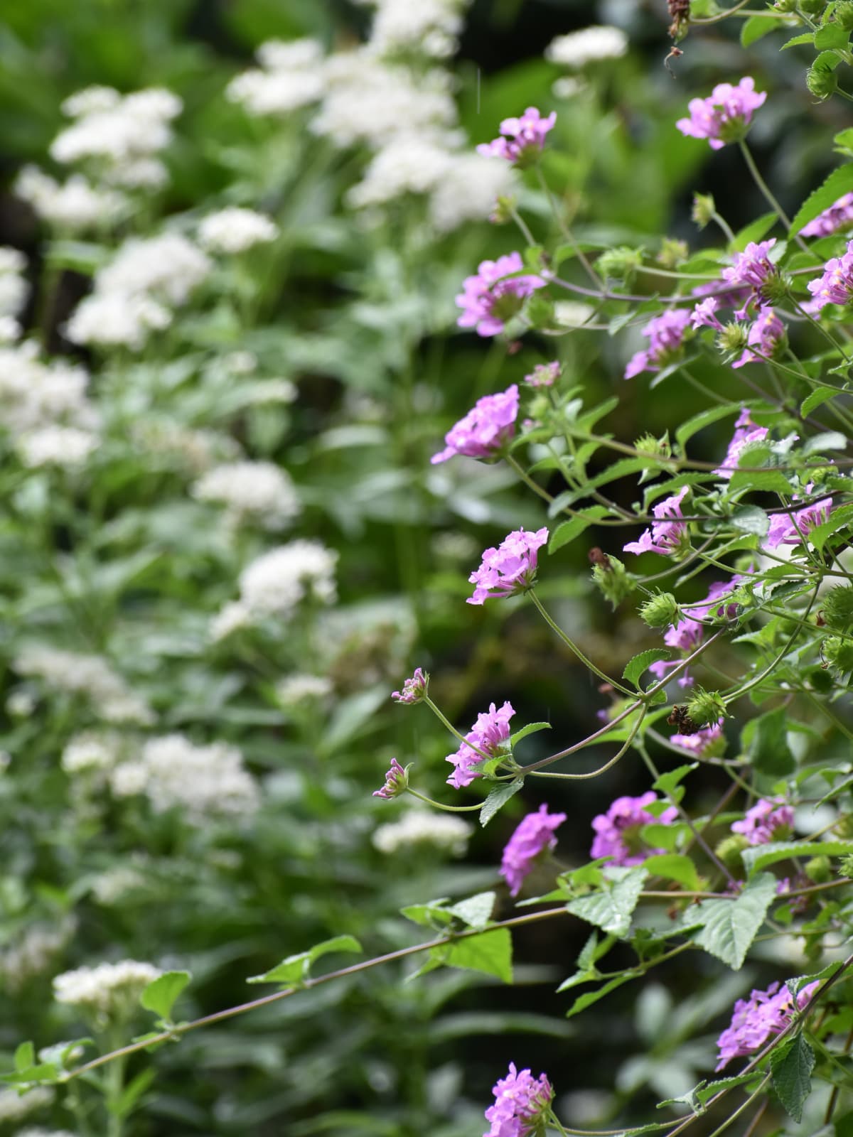 コバノランタナと藤袴20221017