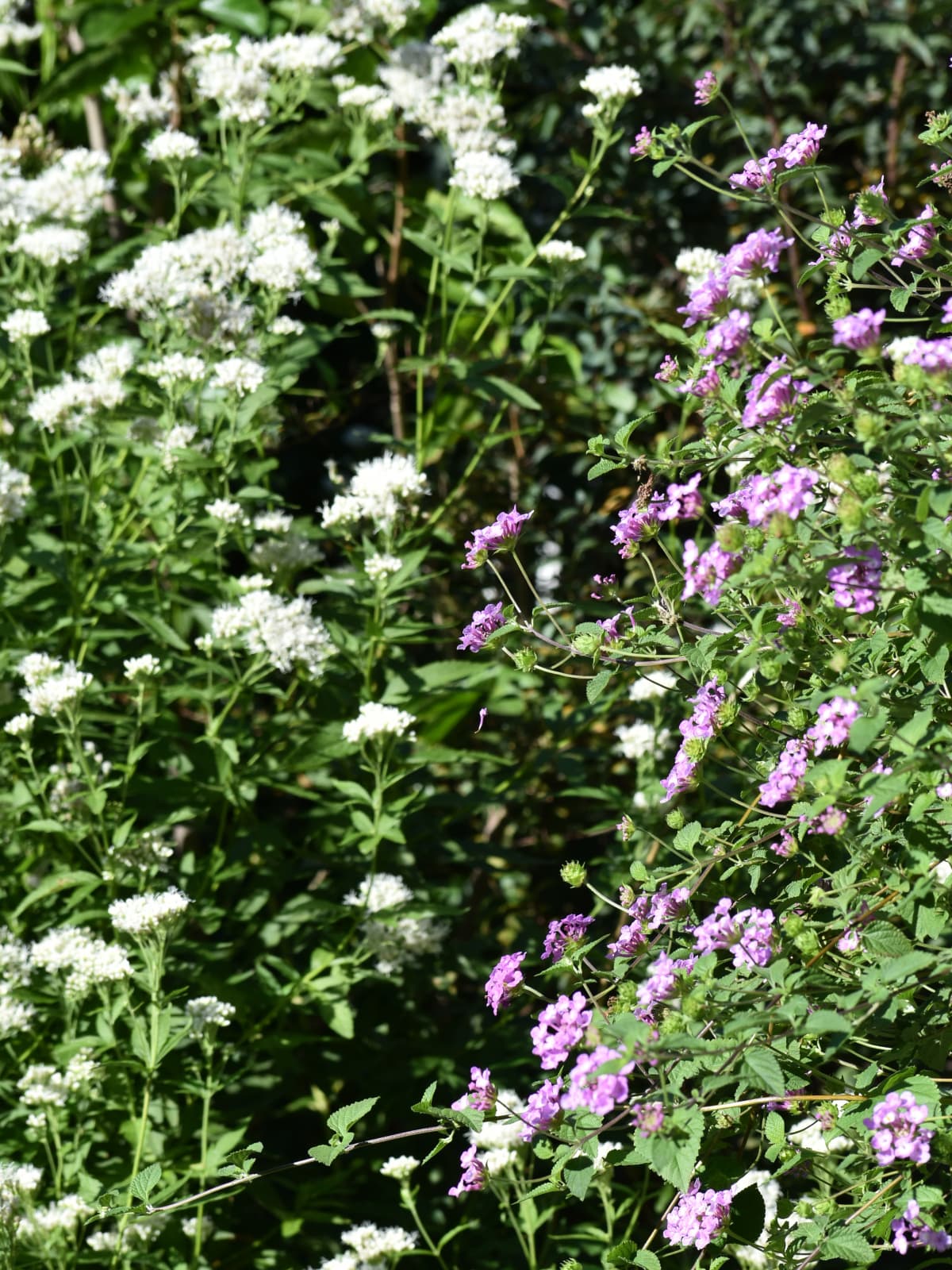 コバノランタナと藤袴20221021