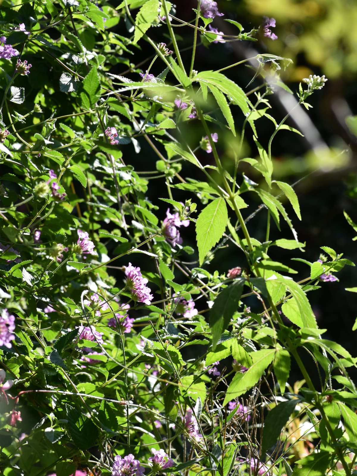 活き活きしたコバノランタナ20221023-3