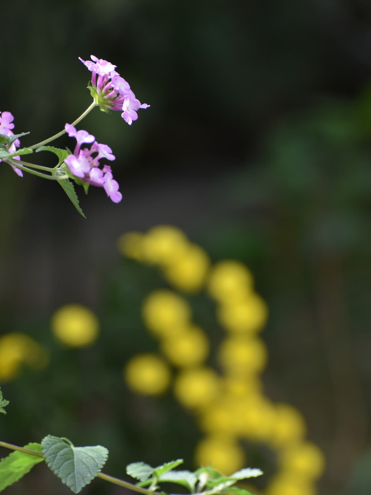 コバノランタナと黄菊20221109