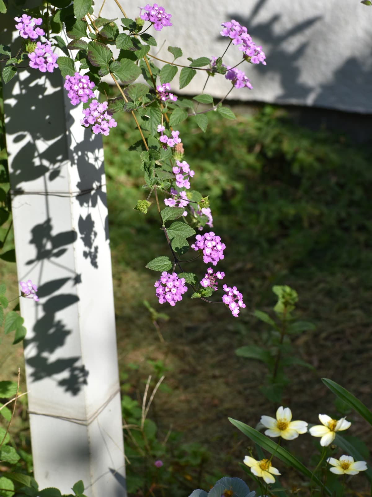 コバノランタナとウインターコスモス20221110-1