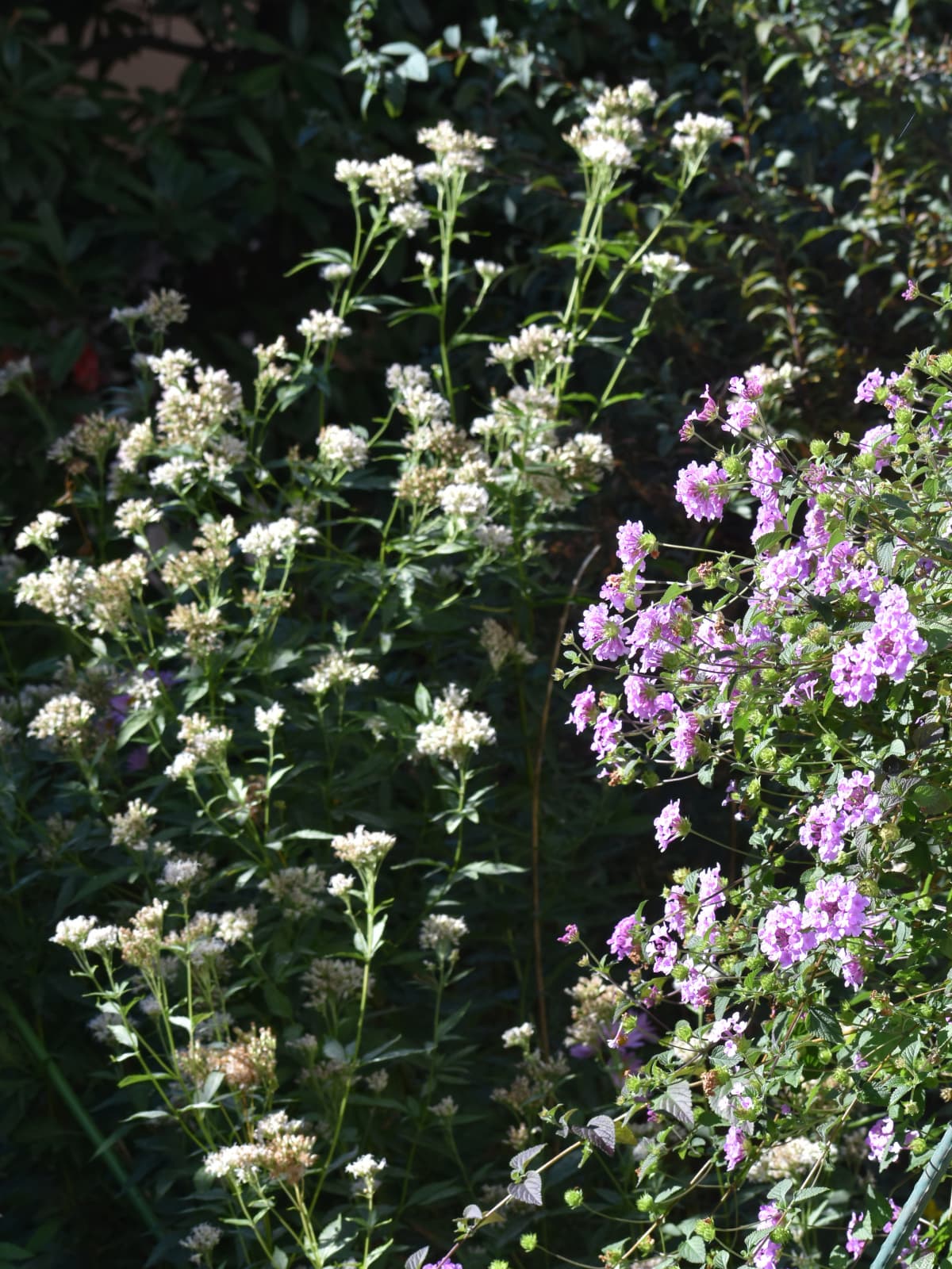 コバノランタナと藤袴20221116