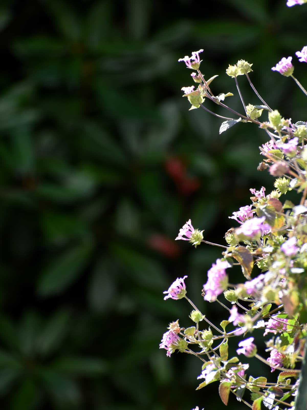 冬でも元気なコバノランタナ20221228