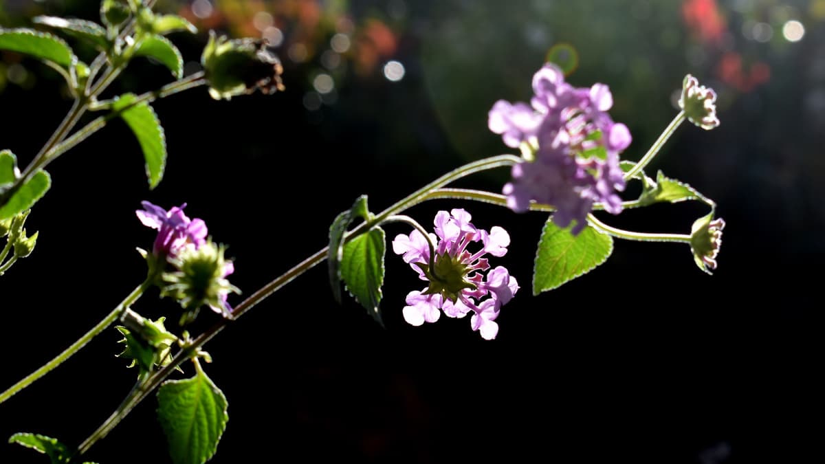 コバノランタナの数輪の花20211018