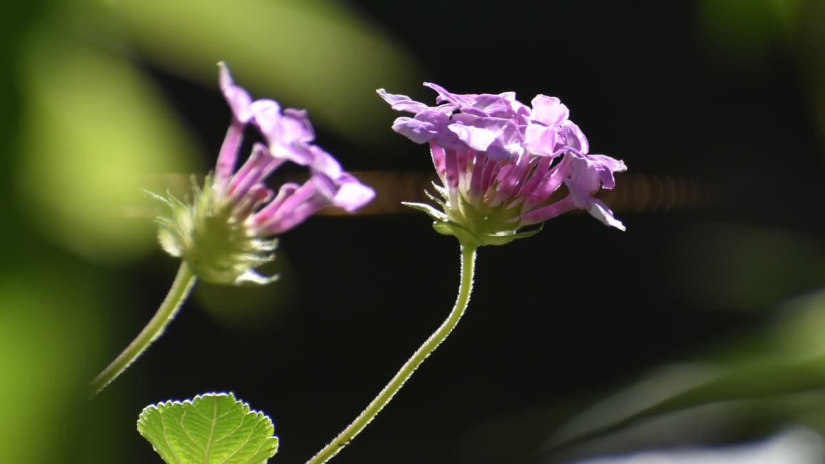 コバノランタナの数輪の花20211020