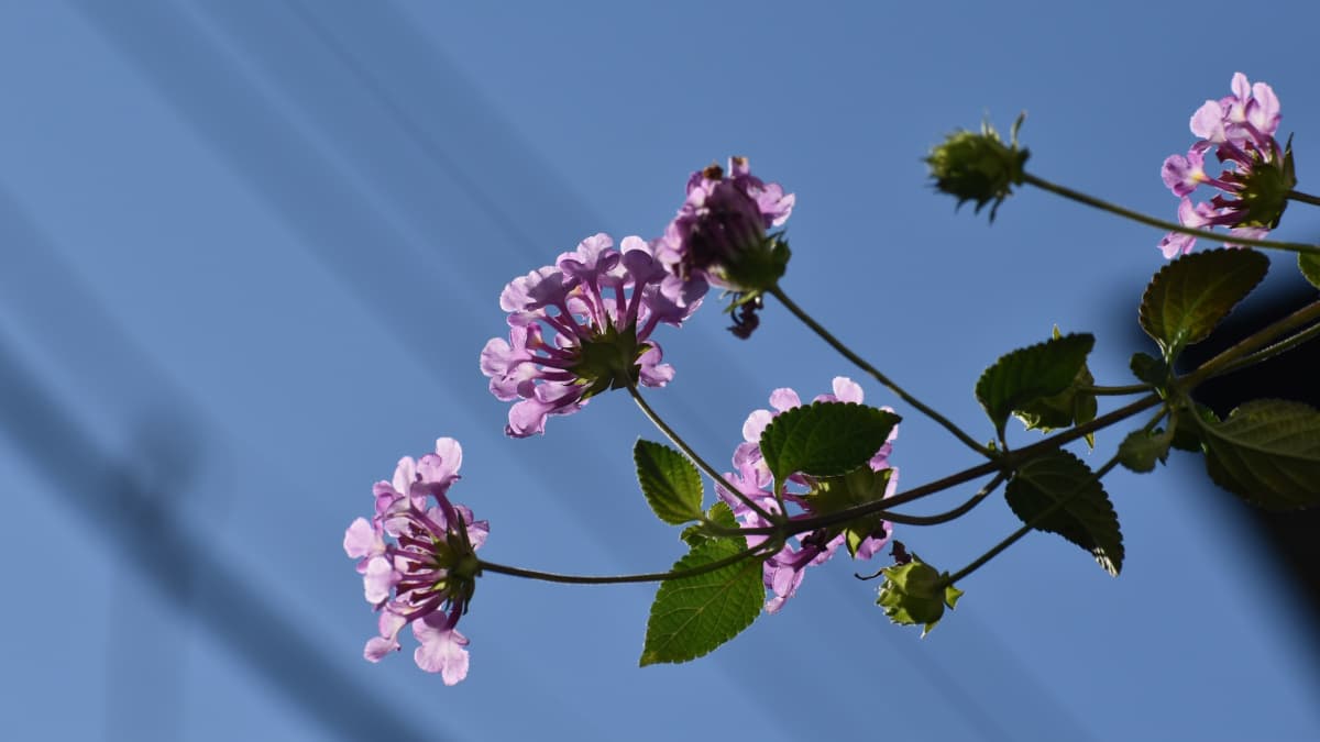 コバノランタナの数輪の花20211106-1（青空バック）