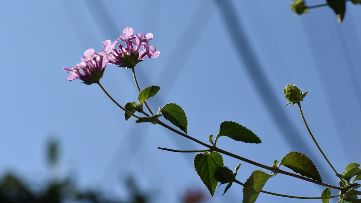 コバノランタナの数輪の花20211106-2（青空バック）