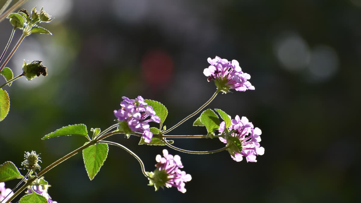 コバノランタナの数輪の花20211106-3