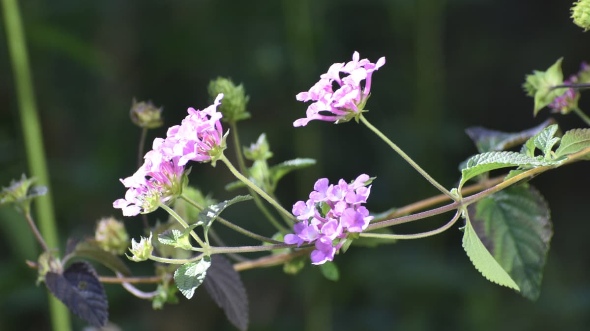 コバノランタナの数輪の花20211124
