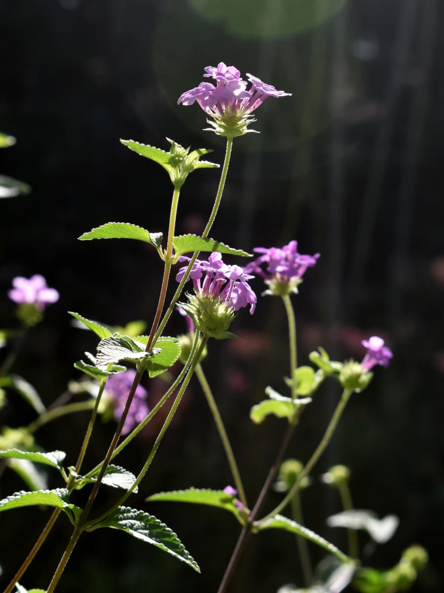 コバノランタナの数輪の花20211018-1