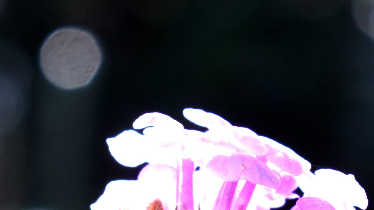 コバノランタナとオーブ202110-2