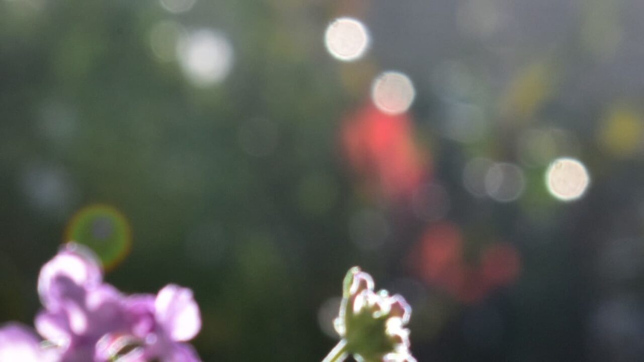 コバノランタナとオーブ202110-3