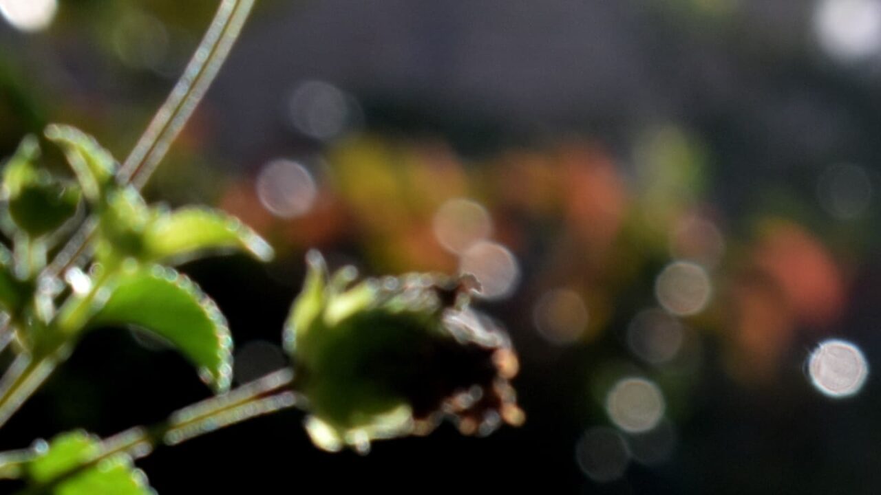 コバノランタナとオーブ202110-4