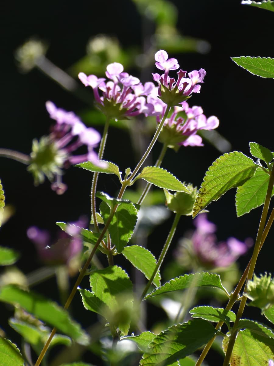 コバノランタナの数輪の花20211106-2